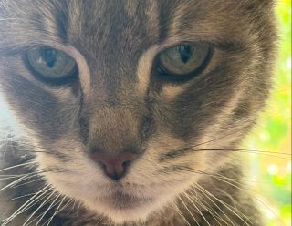 Sadece Survivor oldukları içinmiş