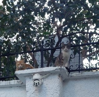 Tiran gezisinden izlenimler…